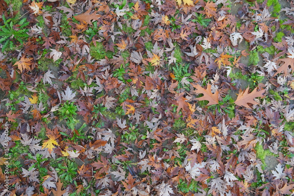 Dry autumn maple leaves covering the grassy ground in a natural forest setting, shallow depth of field Dry autumn maple leaves covering the grassy ground in a natural forest setting, shallow depth of field