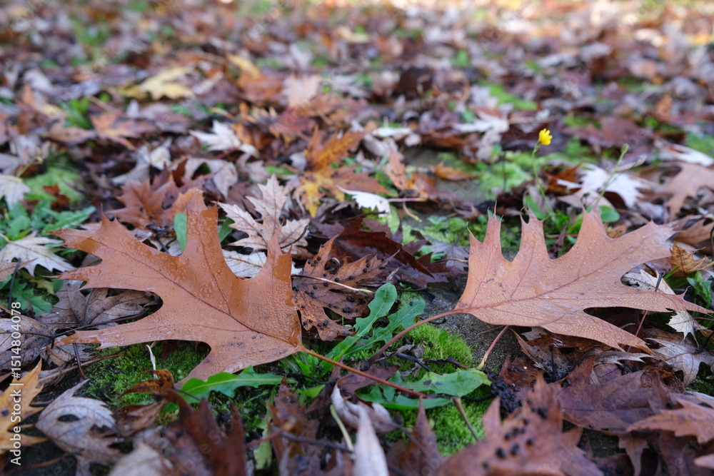 Fototapeta premium extured surface of fallen dry autumn leaves scattered across green moss and grass in soft focus view