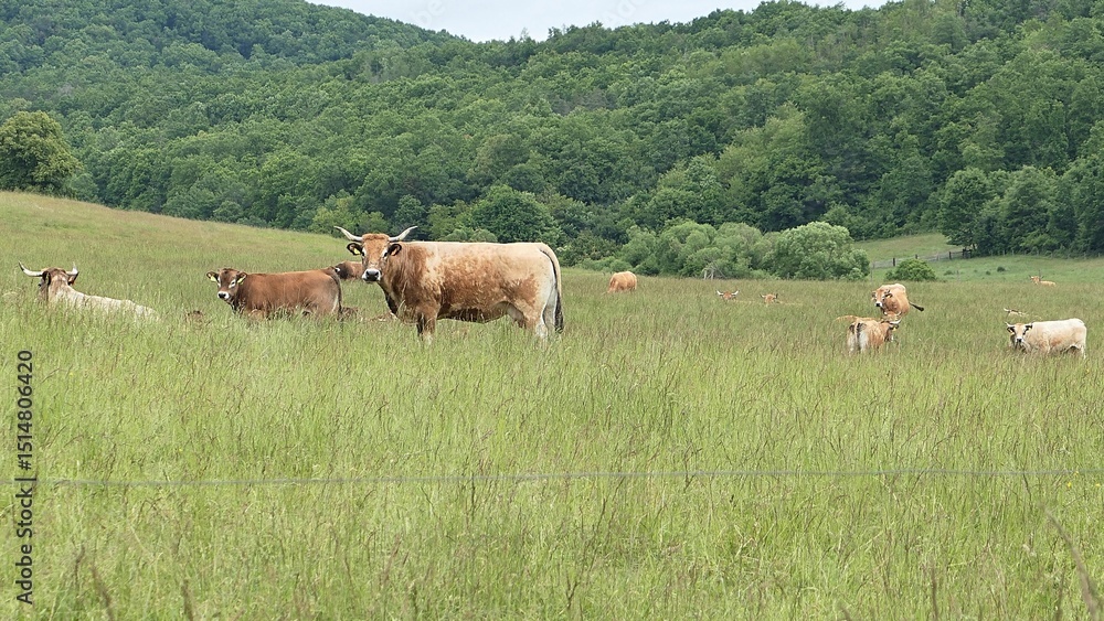Fototapeta premium Curious cow on spring pasture in tall grass looking forward, other cows spread feeding and lying around. Broadleaf forest in background, spring partially cloudy skies. 