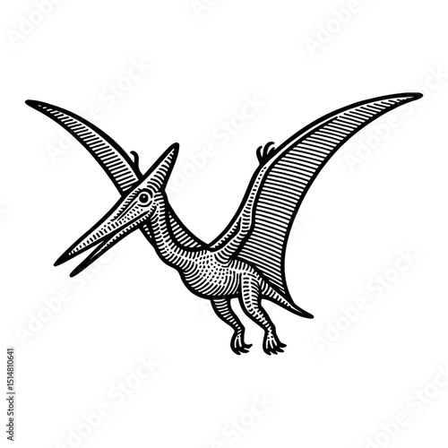 Detailed Black And White Illustration Of A Pterodactyl Isolated On White Background