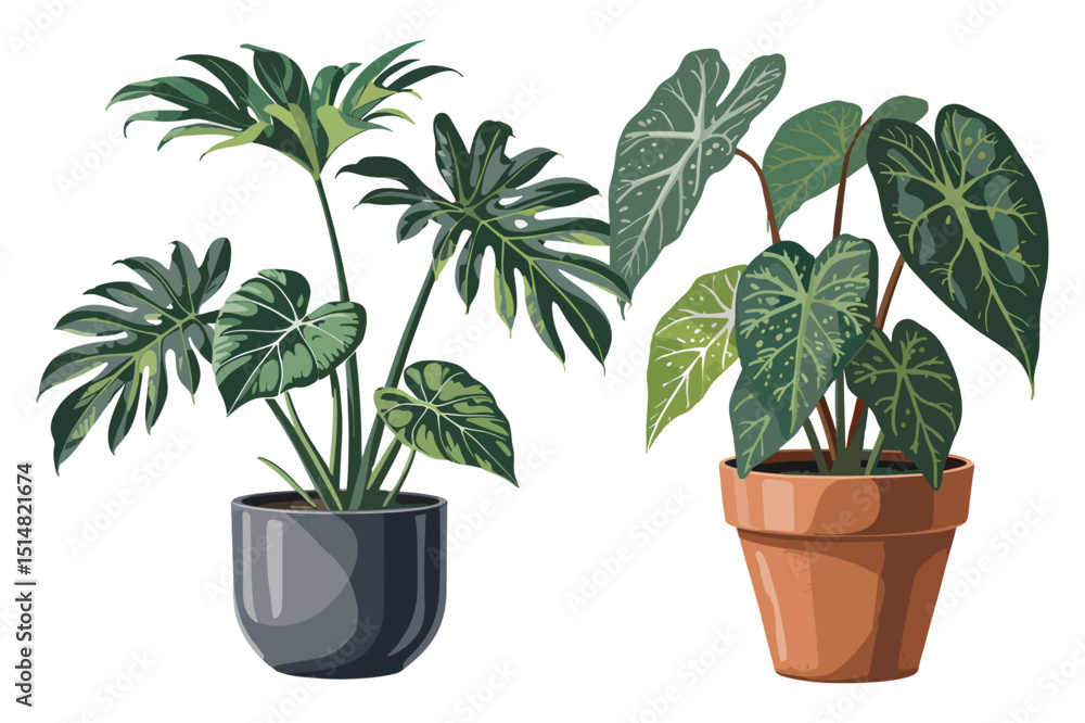 Obraz premium Two Potted Plants with Large Green Leaves on transparent Background