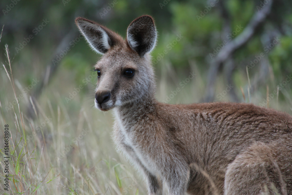 Fototapeta premium a kangaroo standing in a field of tall grass
