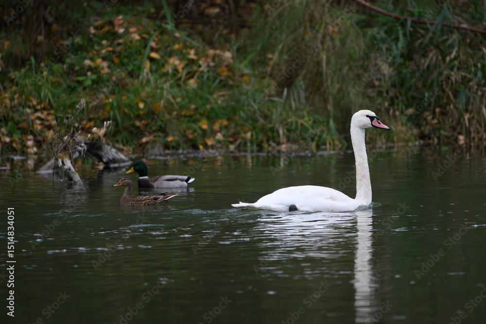 Swan with ducks Swan with ducks