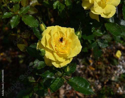 A beautiful yellow rose with a bee in the middle in our garden. Focus on the center of the rose.