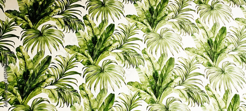 Dark green leafed monstera or split-leaf philodendron is the symbolic uniqueness of the tropical paradise forest,