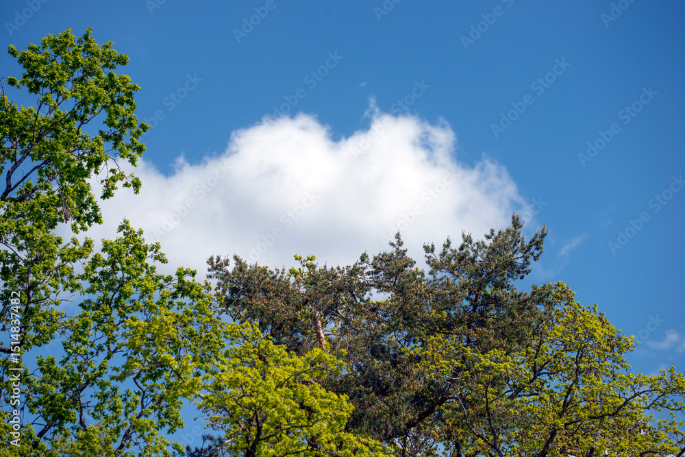 Obraz premium sky and tree, nacka,mats,sweden,sverige,summer,stockholm