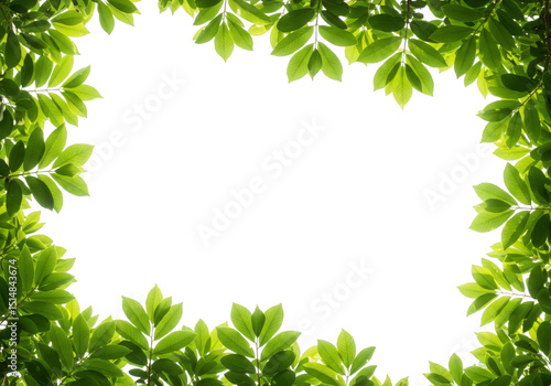 Fresh green leaves frame isolated on transparent background, creating a natural border with vibrant foliage and botanical elements for design and decoration