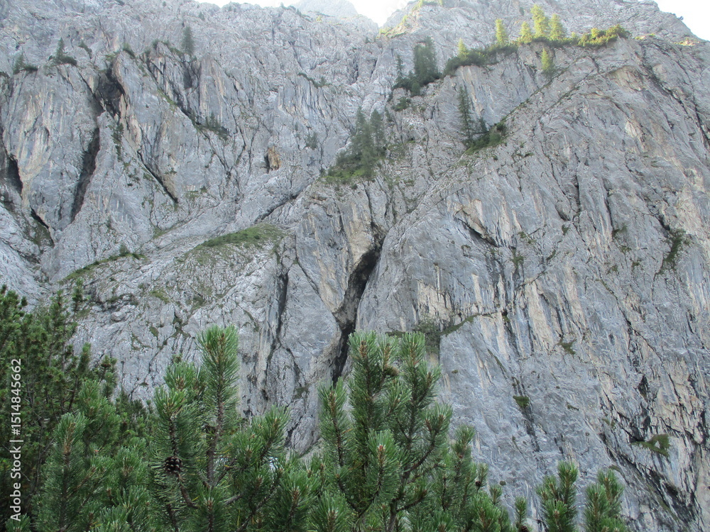 pine tree on a rock pine tree on a rock