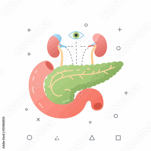 Pancreas Anatomy Digestive System