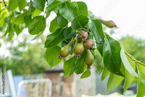 Wallpaper Mural Allotment on June 1st, as all grows Torontodigital.ca