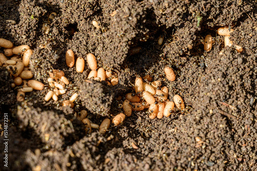 Wallpaper Mural Allotment on June 1st, as all grows Torontodigital.ca