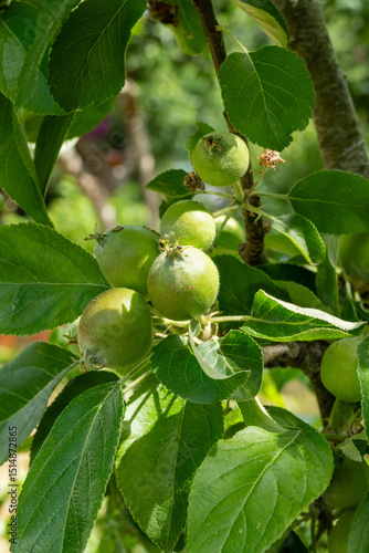 Wallpaper Mural Allotment on June 1st, as all grows Torontodigital.ca