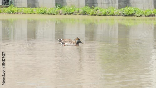 In early summer, mallards swim in rice paddies filled with water.