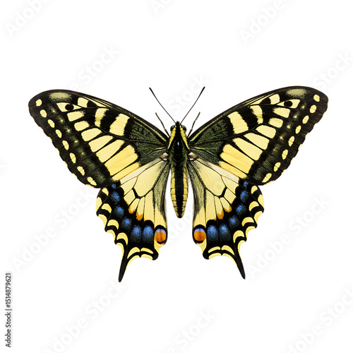 Old World Swallowtail Butterfly: Detailed Close-Up