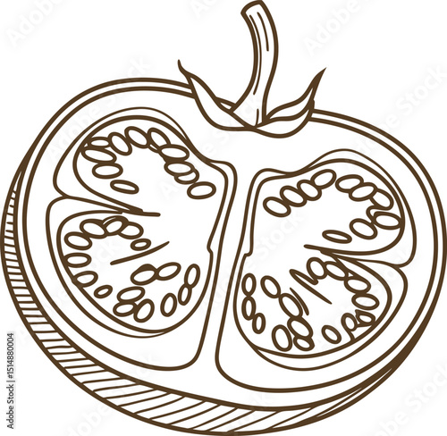 Sliced tomato illustration, halved vegetable with visible seeds and sections, hand drawn outline sketch