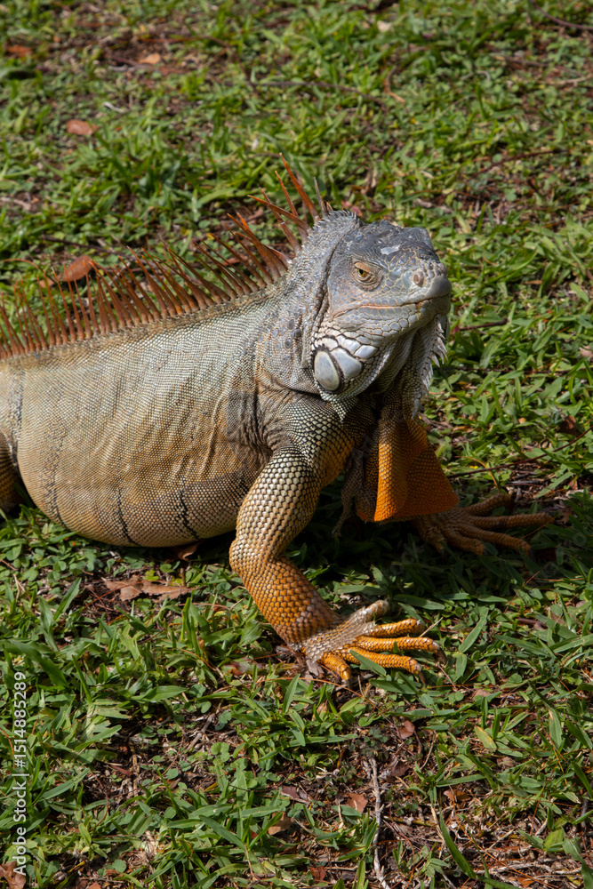 Fototapeta premium Closeup portrait of an Iguana, an invasive species in Florida
