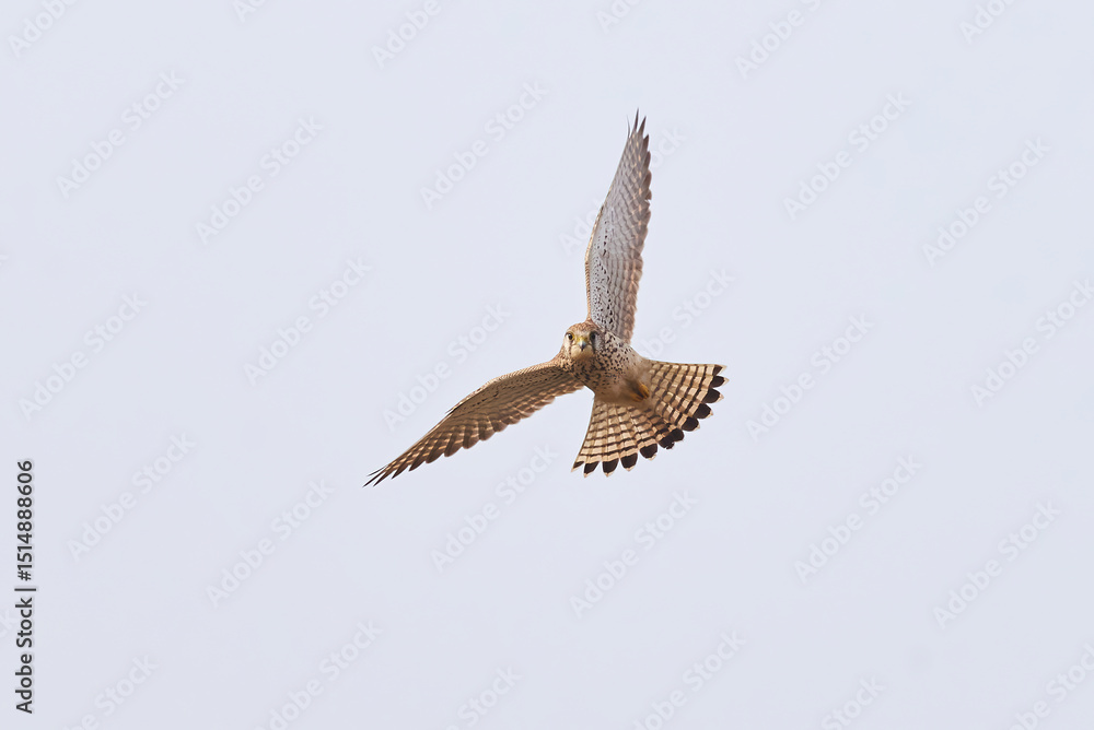 Fototapeta premium Common kestrel hovering above de prey (Falco tinnunculus). Bird of Prey 