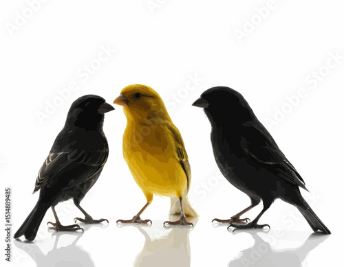 Three canary Birds A Yellow Bird And Two Dark Birds On White Background