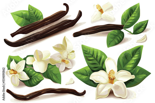 Dried vanilla sticks and orchid vanilla flower isolated on white background.