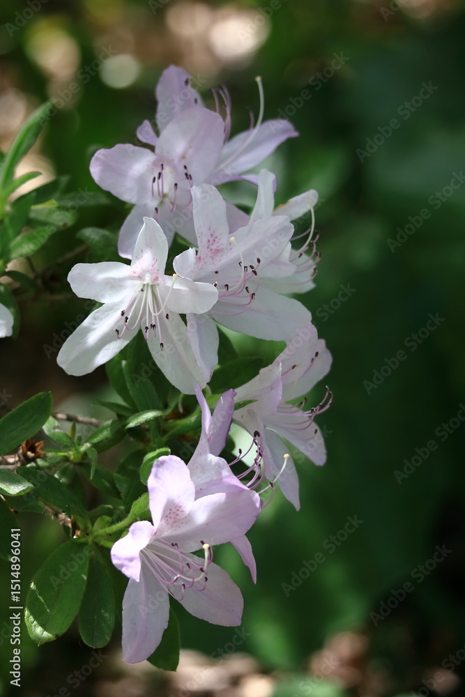 咲き誇る情熱の花 咲き誇る情熱の花