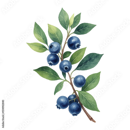 Blueberries with Leaves Isolated on White Background- Watercolour Art