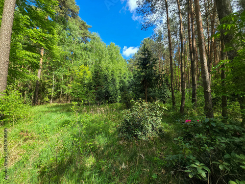 Emerald Bloom of Spring Forest Nature s Reawakening