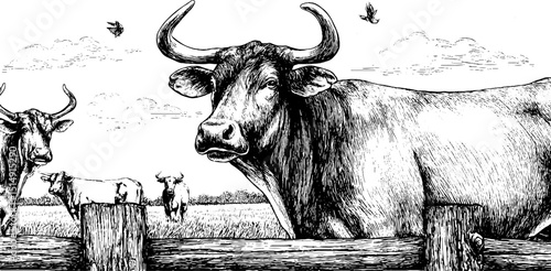 Engraved cattle ranch scene with cows and birds in rustic pasture setting