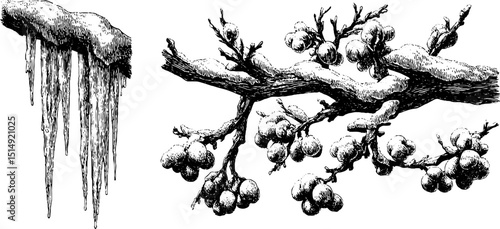 Engraved illustration of frozen icicles and snow-covered branches for winter design