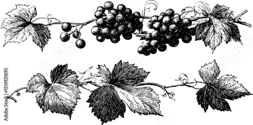 Detailed engraved illustration set of grapevine trellis for botanical design