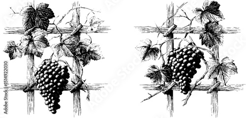 Engraved illustration set of grape vines on wooden trellis for vintage design