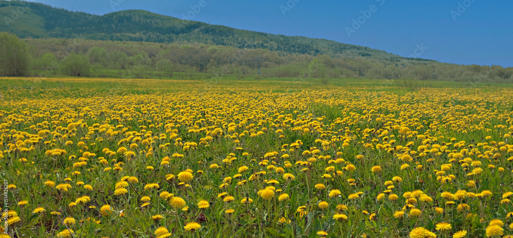 Obraz premium a beautiful summer landscape with a field of blooming dandelions