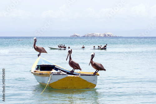 Pelicans on a fishing boat at Caribbean Sea in Isla Margarita, Venezuela