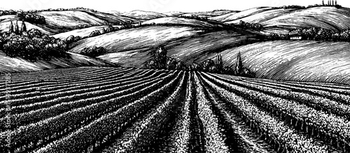 Vintage engraved illustration of vineyards on rolling hills for art and design projects