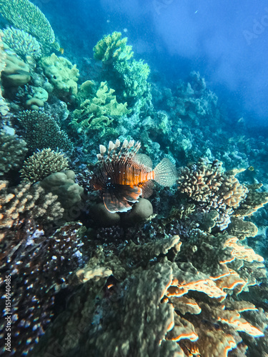coral reef with lionfish