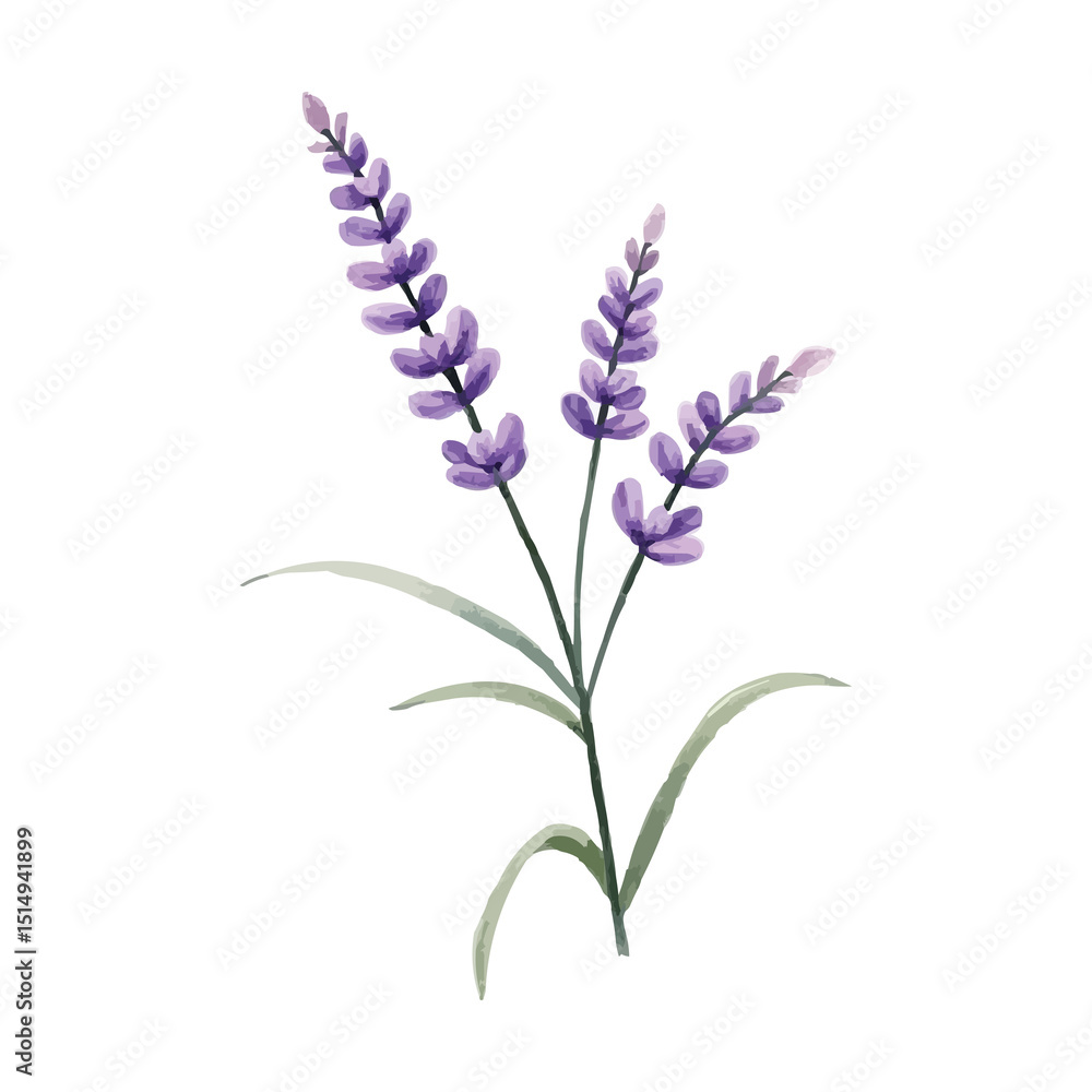 Naklejka premium purple lavender water colour