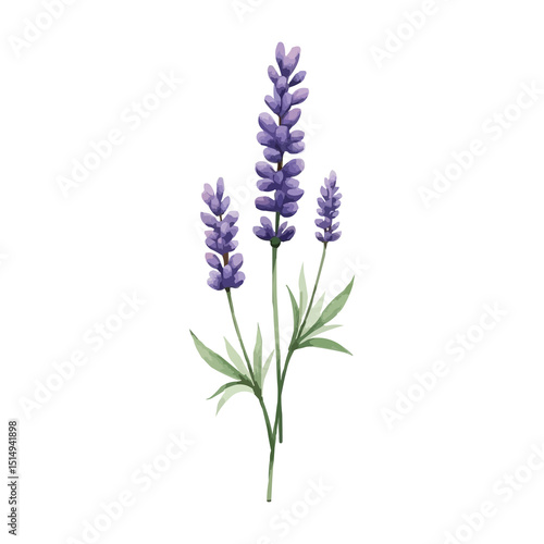 purple lavender water colour