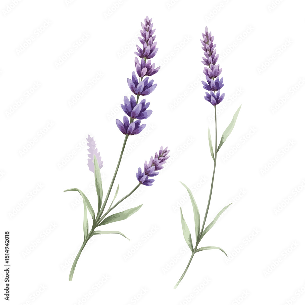 Naklejka premium purple lavender water colour