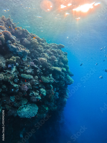underwater view of coral reef 