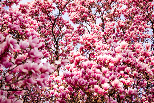 Wallpaper Mural flower Torontodigital.ca