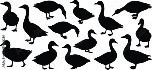 Vector silhouettes of ducks and geese in various poses, ideal for wildlife design, nature scenes, and creative art illustrations
