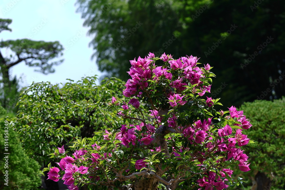 Obraz premium 南国らしさあふれる花