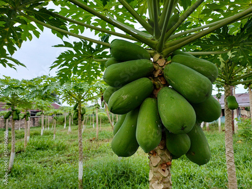 A papaya tree heavily laden with a large cluster of green, unripe papayas. The distinctive, broad leaves of the tree fan out above the fruit, while the textured trunk supports the abundant harvest