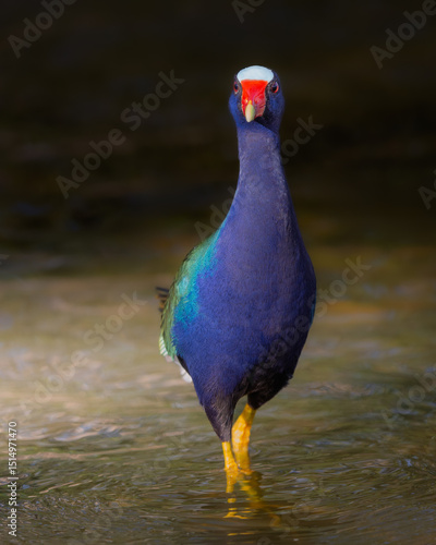 Purple Gallinule (Frango-d'água-azul)