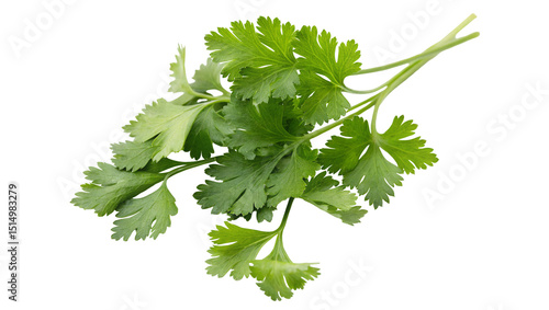 Tableau sur toile A sprig of fresh cilantro with its vibrant green leaves isolated on a clean whit