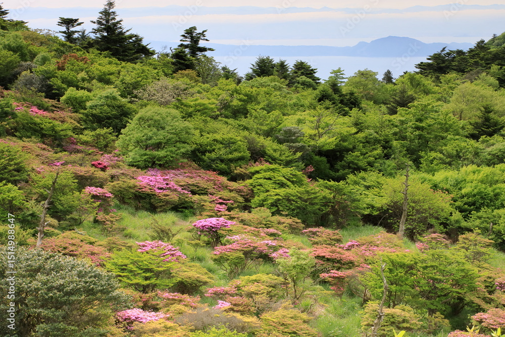 Obraz premium 長崎県の雲仙のミヤマキリシマ