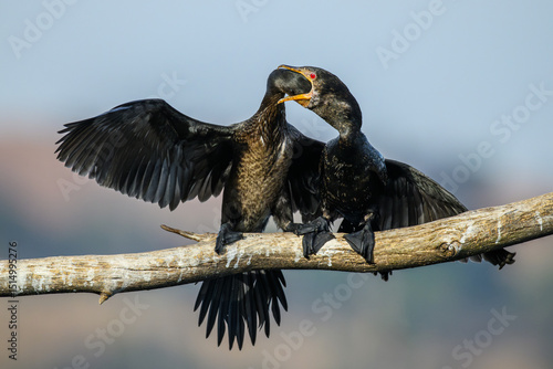 Φωτογραφία A reed cormorant feeding its near-adult chick