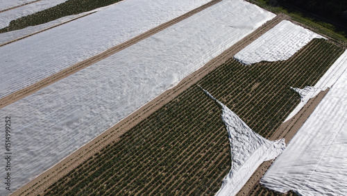 Potato field covered with fleece