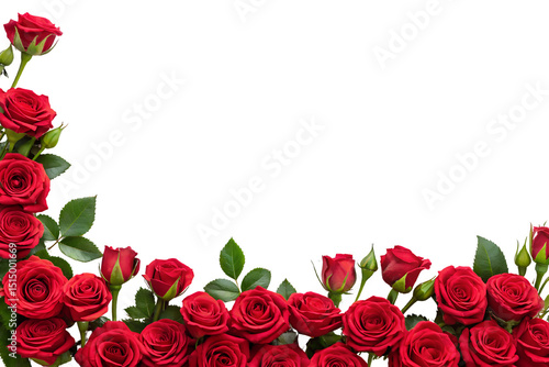 a decorative border featuring vibrant red roses in full bloom, arranged at the bottom of the image, transparent background