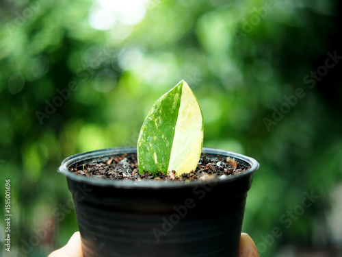 vareigated zamofolia zamiculcas in pot for lanting