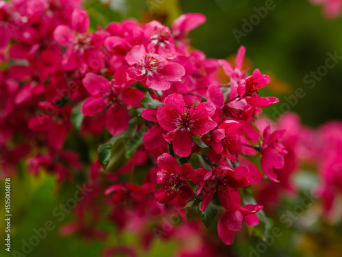 Wallpaper Mural Malus niedzwetzkyana ( Latin- Malus niedzwetzkyana ) is a plant species belonging to the genus Malus of the Rosaceae family Torontodigital.ca